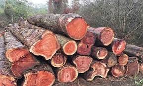 Hạt kiểm lâm Hương Sơn thông báo điều chuyển hơn 11 m³ gỗ tịch thu phục vụ  xây dựng trụ sở, trang thiết bị làm việc và các công trình công cộng phục vụ dân sinh 