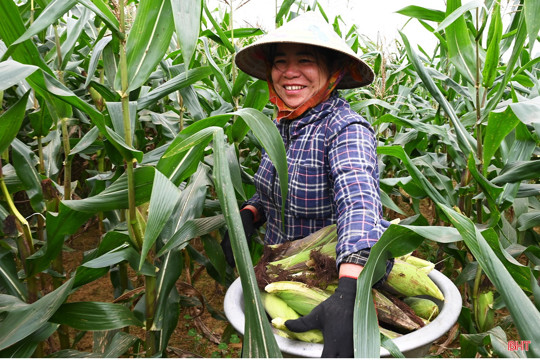 Mùa ngô nếp non bên bờ Ngàn Sâu