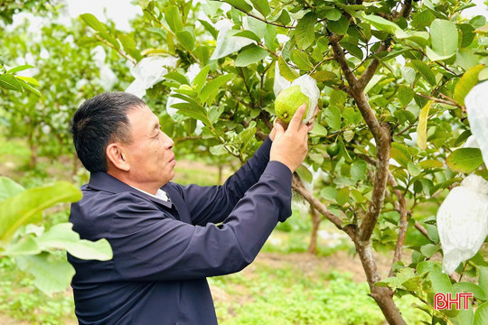 Mở hướng thoát nghèo từ trồng ổi trên diện tích đất kém hiệu quả ở Thạch Hà