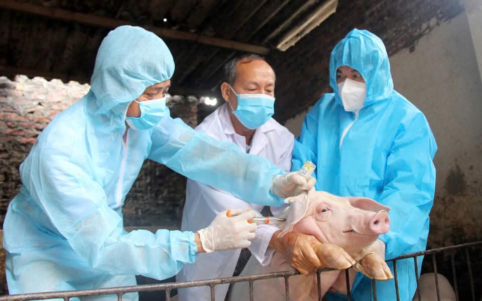Tăng cường tiêm phòng, chủ động bảo vệ đàn vật nuôi trước nguy cơ dịch bệnh