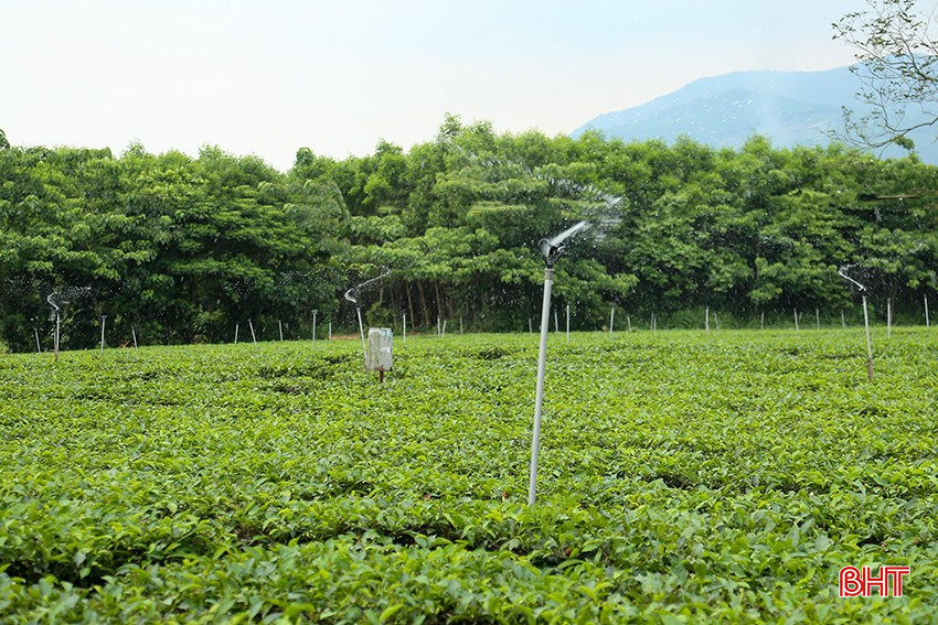 Xem người dân Hà Tĩnh chống hạn cho cây chè