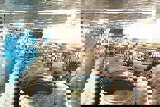 Hà Tĩnh chủ động phòng, chống dịch bệnh gia súc, gia cầm năm 2026