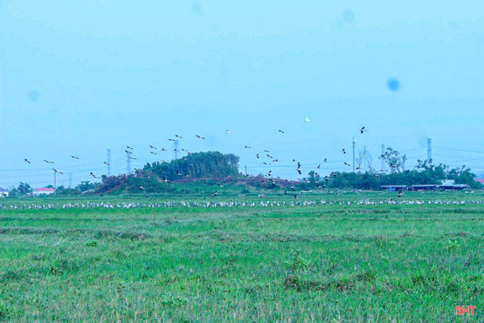 Loài chim quý hiếm trong Sách Đỏ Việt Nam bất ngờ xuất hiện tại Hà Tĩnh