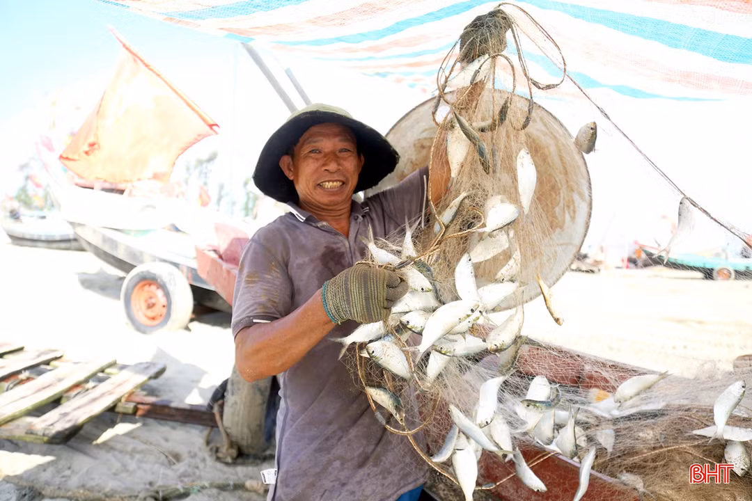 Ngư dân Tiên Điền trúng đậm cá mòi