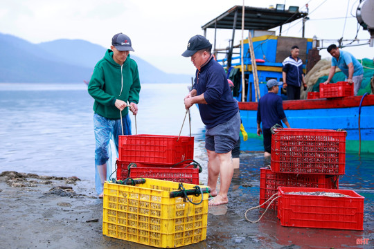Được mùa cá cơm, làng biển phía Nam Hà Tĩnh rộn ràng vụ sản xuất mới