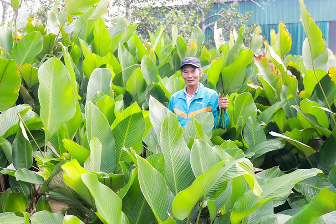 Đức Quang: Lá dong được giá, người dân phấn khởi thu hoạch