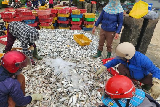 Chính phủ ban hành Nghị định quy định chi tiết thi hành Luật Thủy sản