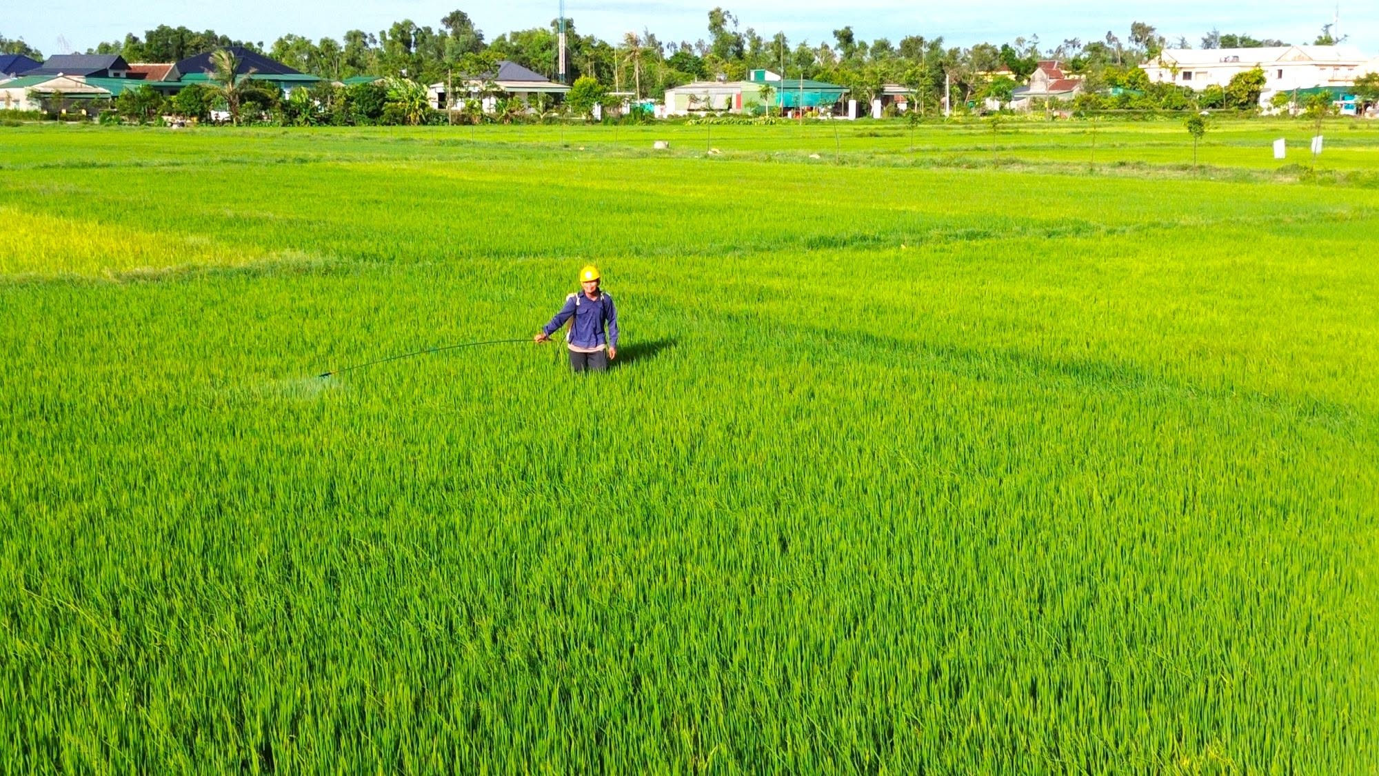 Chủ tịch UBND tỉnh Hà Tĩnh ra Công điện yêu cầu tập trung phòng trừ dịch hại lúa vụ Hè Thu 2026