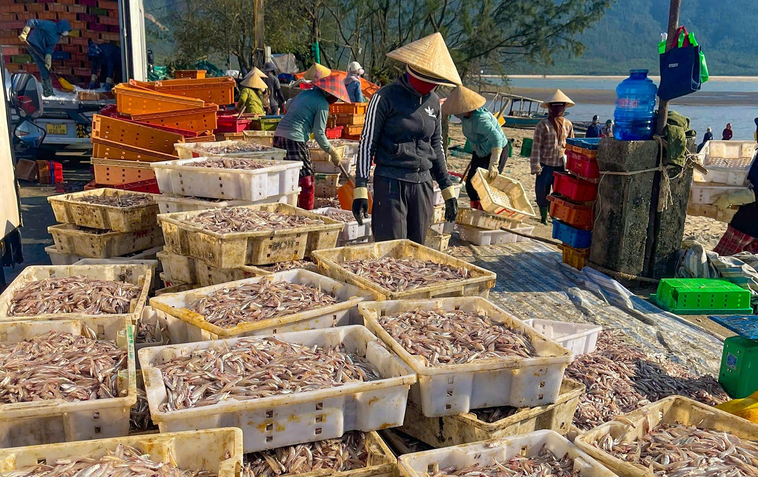 Ngư dân Hà Tĩnh trúng đậm mùa biển đầu năm