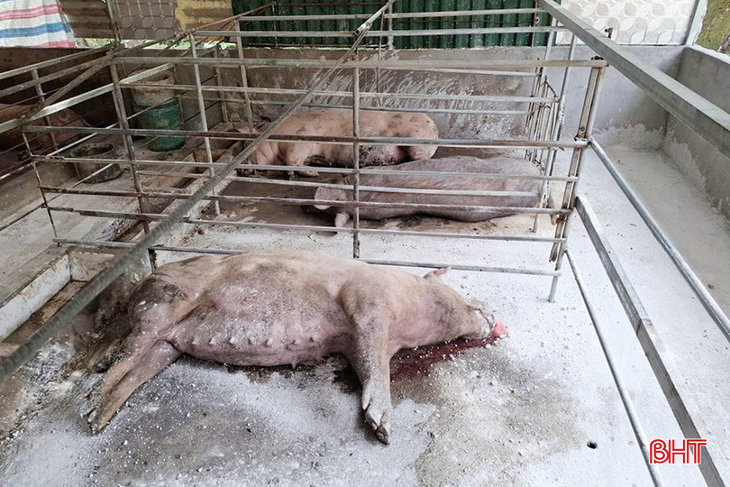 Kiểm soát dịch tả lợn châu Phi, không để lây lan rộng ở Sơn Giang