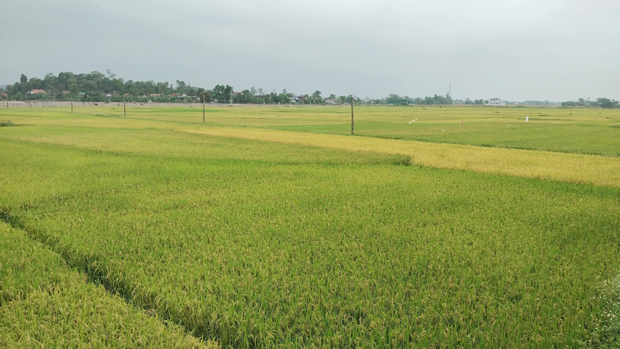 Thông báo lựa chọn  tổ chức hành nghề đấu giá tài sản đối với 46 lô đất tại xã Đồng Tiến