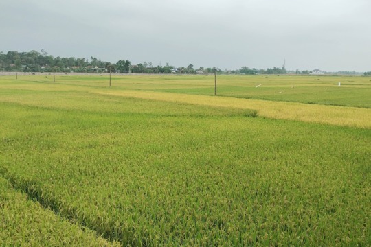Thông báo lựa chọn  tổ chức hành nghề đấu giá tài sản đối với 46 lô đất tại xã Đồng Tiến