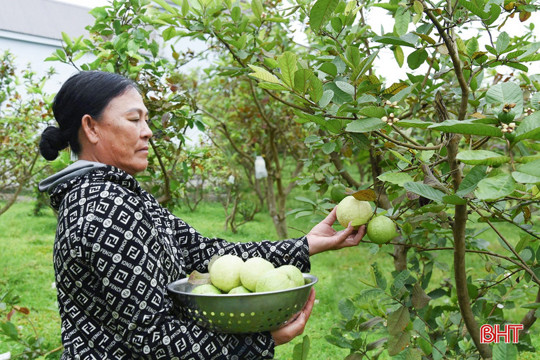 Chuyển đổi cây trồng thành công, nông dân Kỳ Anh thu nhập ổn định từ ổi Đài Loan