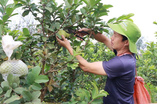 Đức Thọ: Nông dân tăng gia sản xuất, hướng về thị trường Tết