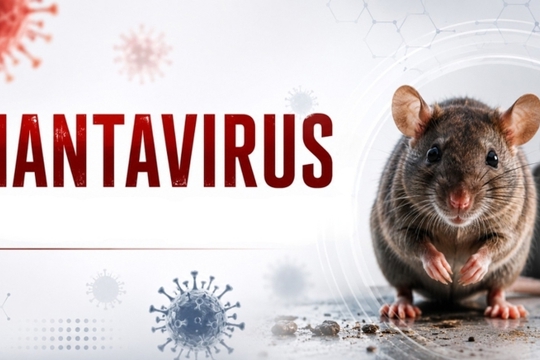 Bộ Y tế thông tin về chủng virus Hanta đang được WHO cảnh báo 