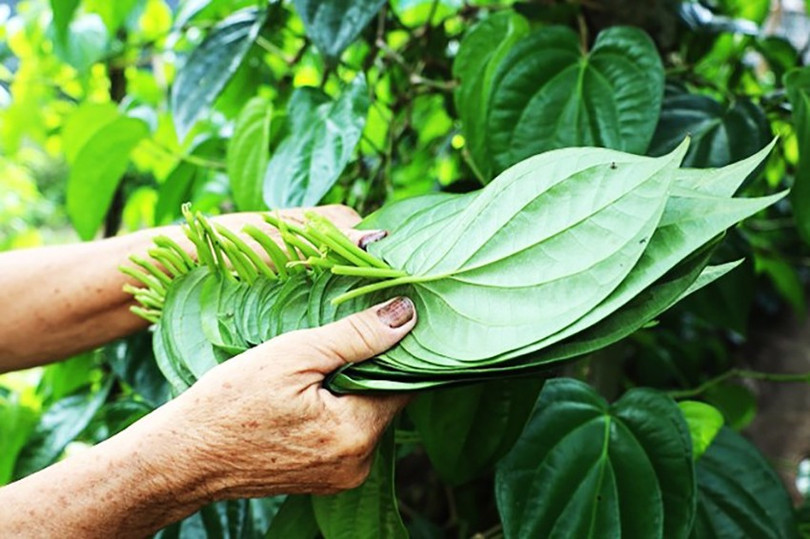 Description: image-1.jpg