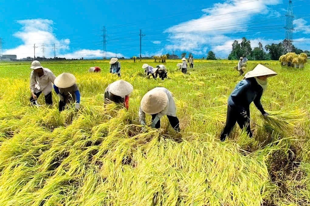 Sắp xếp, tinh giản hơn 35.000 cán bộ khuyến nông cả nước