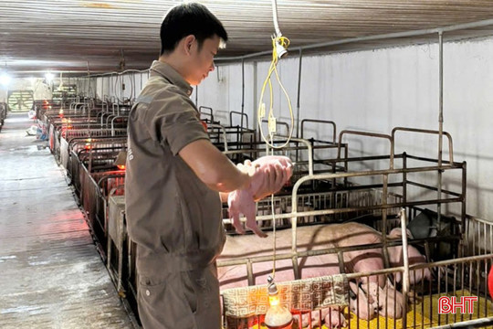 Khó khăn bủa vây, người chăn nuôi không để "đứt gãy" chuỗi sản xuất