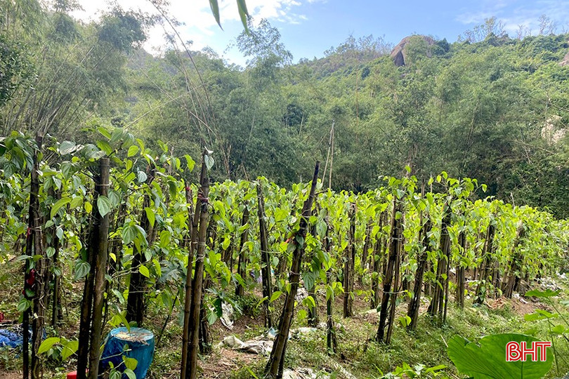 Description: bqbht_br_tr5.jpg