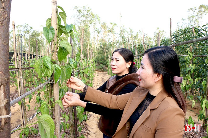 Description: bqbht_br_tr4.jpg