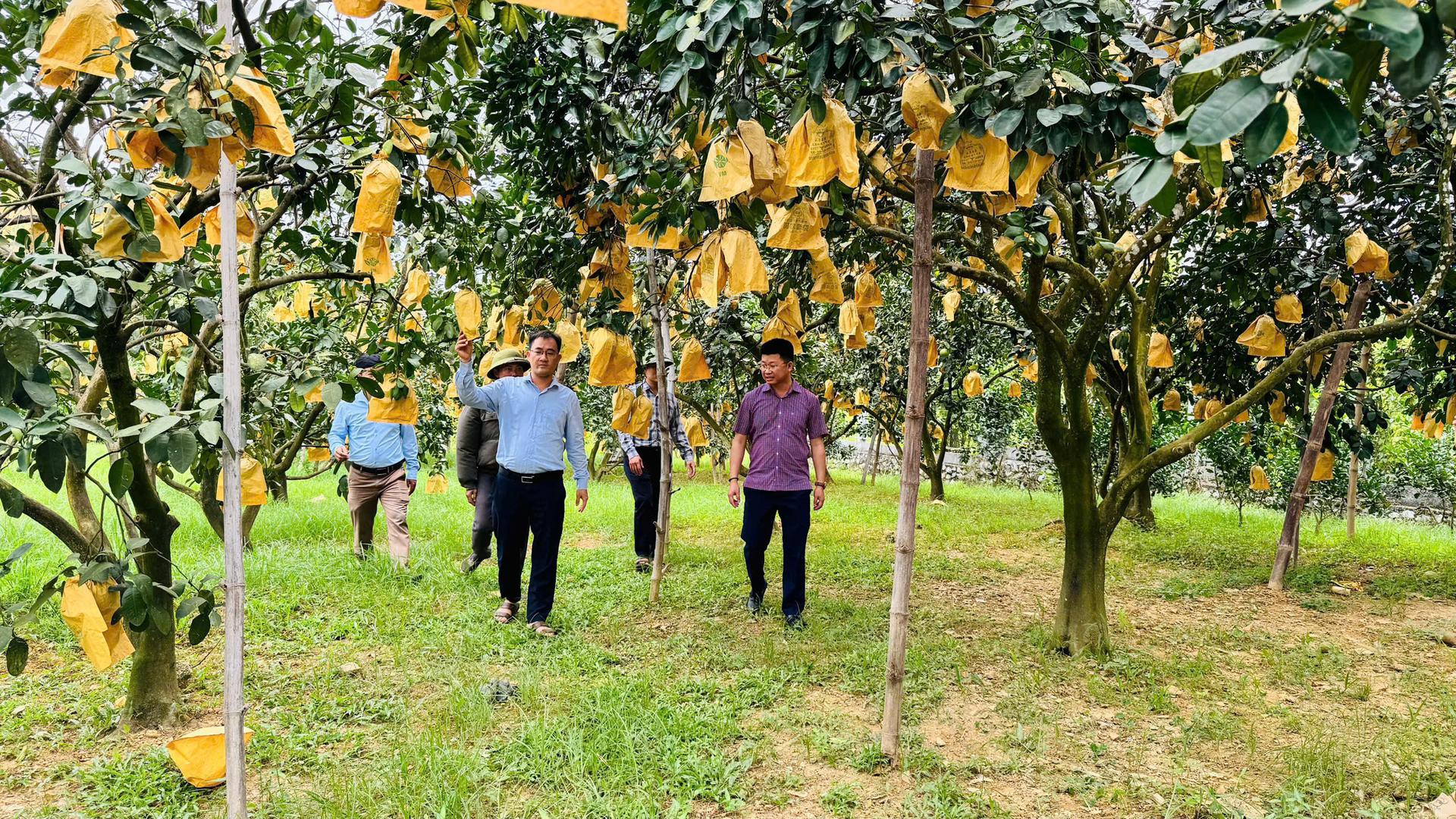 Triển khai truy xuất nguồn gốc nông sản: Nâng cao chất lượng, hướng tới thị trường bền vững