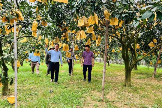 Triển khai truy xuất nguồn gốc nông sản: Nâng cao chất lượng, hướng tới thị trường bền vững