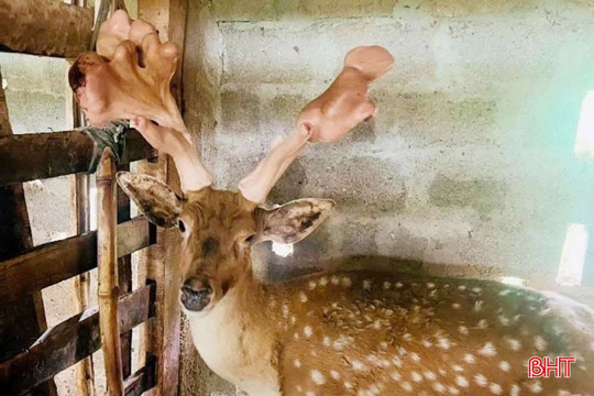 Độc đáo cặp nhung hươu nặng hơn 5,4kg ở Hà Tĩnh