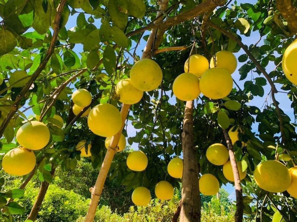 Ứng dụng công nghệ sinh học, nâng giá trị nông nghiệp Hà Tĩnh