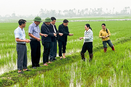 Đức Quang: Đảm bảo an toàn sản xuất gần 1.200 ha lúa xuân