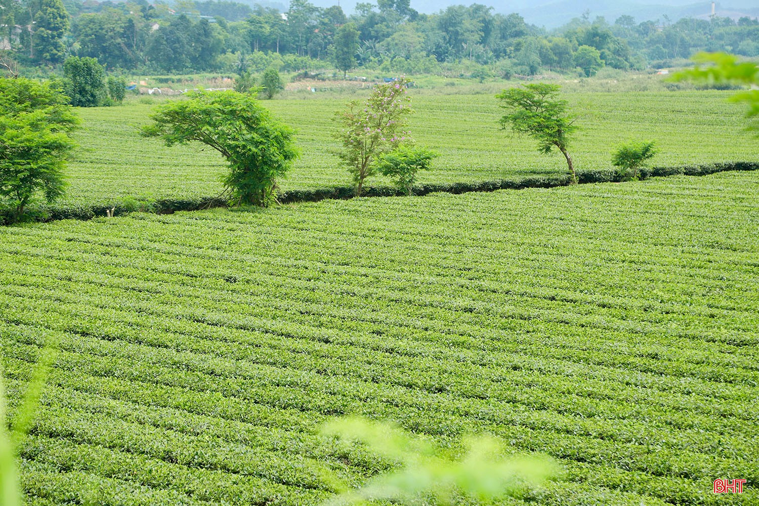 Sắc xanh trên những đồi chè ở Hà Tĩnh