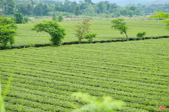 Sắc xanh trên những đồi chè ở Hà Tĩnh
