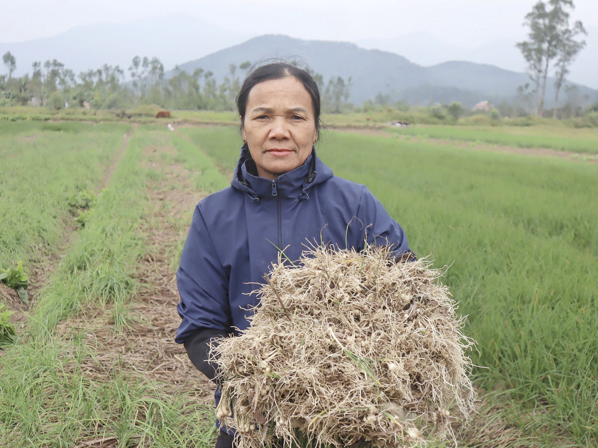 Hành tăm đầu vụ được giá, nông dân xã Can Lộc phấn khởi