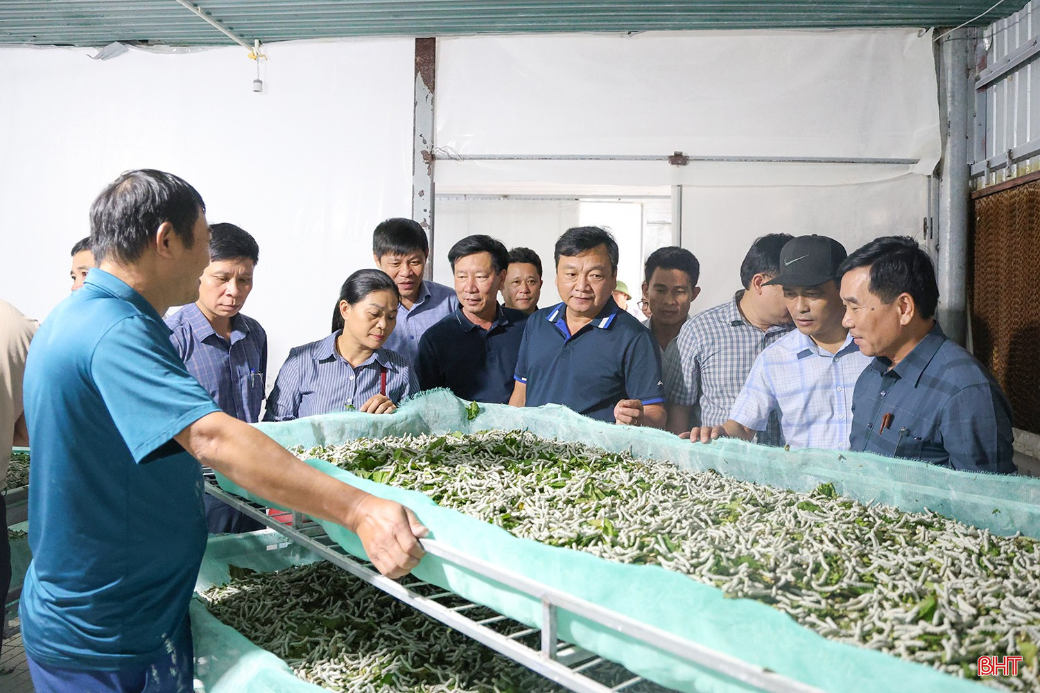 Hà Tĩnh nghiên cứu, từng bước nhân rộng mô hình trồng dâu, nuôi tằm