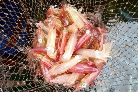 Mực nhảy Vũng Áng