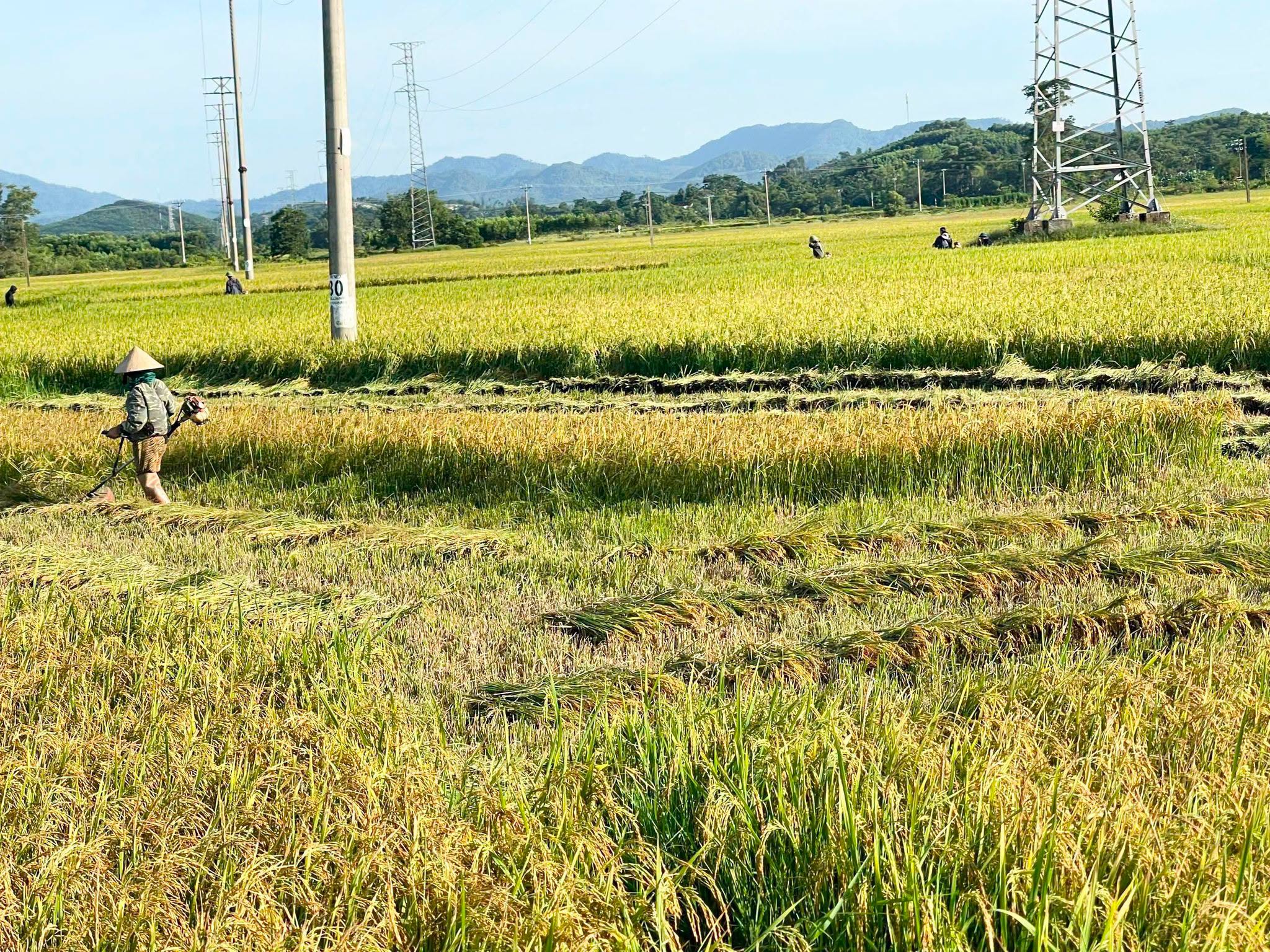 Đẩy nhanh thu hoạch hơn 32.000 ha lúa Hè Thu trước đợt mưa lớn