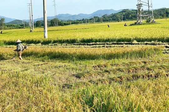 Đẩy nhanh thu hoạch hơn 32.000 ha lúa Hè Thu trước đợt mưa lớn