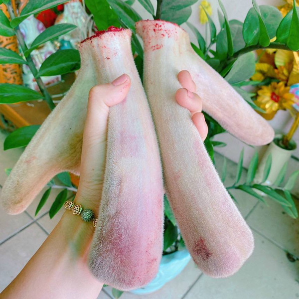 Nhung hươu Hương Sơn