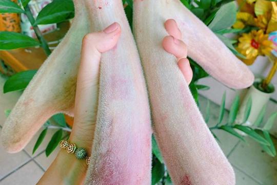 Nhung hươu Hương Sơn