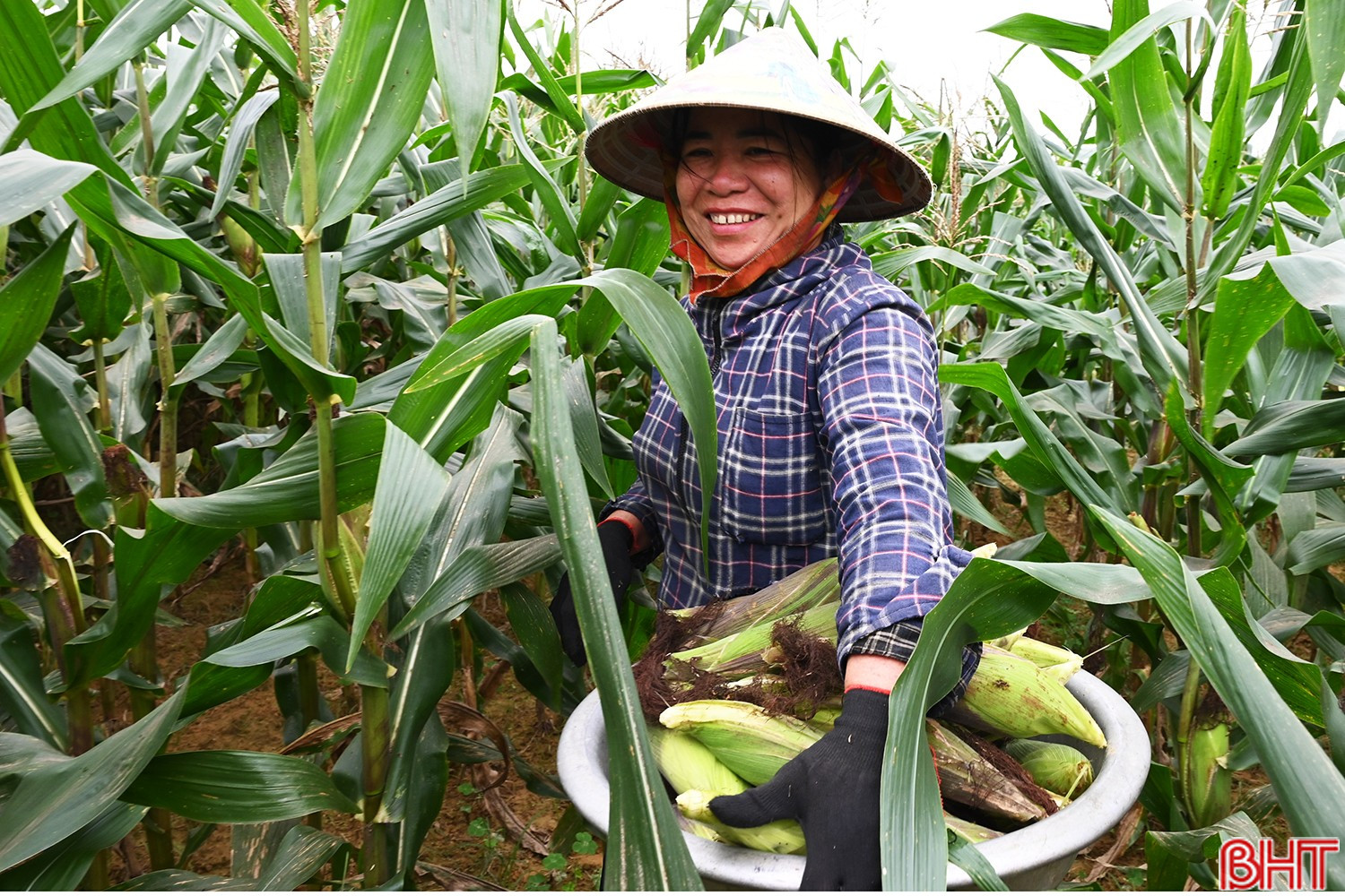 Chỉ sau khoảng 65 – 75 ngày gieo trồng, người dân đã thu hoạch chứ không chờ đến khi ngô già, khô hạt.