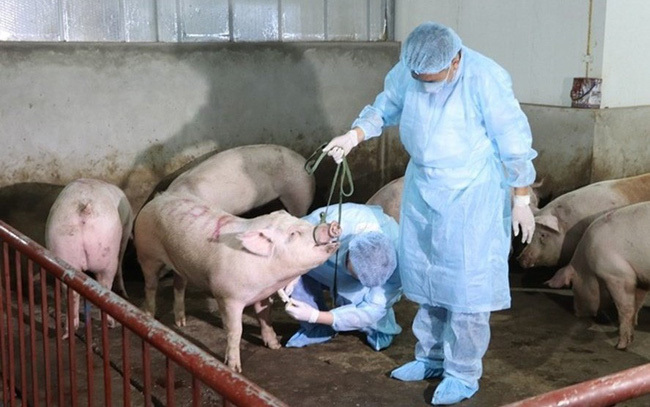 Hà Tĩnh tăng cường chỉ đạo kiểm soát dịch tả lợn châu Phi