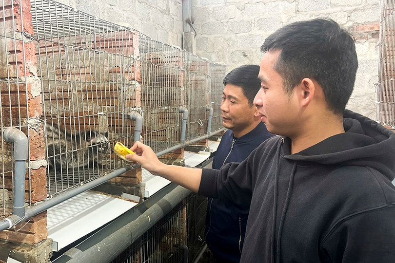 Hiệu quả từ mô hình nuôi chồn hương ở xã Đức Quang