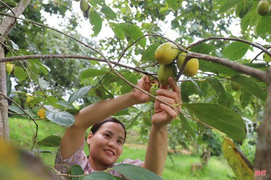 Mai Hoa chuyển mình từ những mô hình kinh tế hiệu quả 