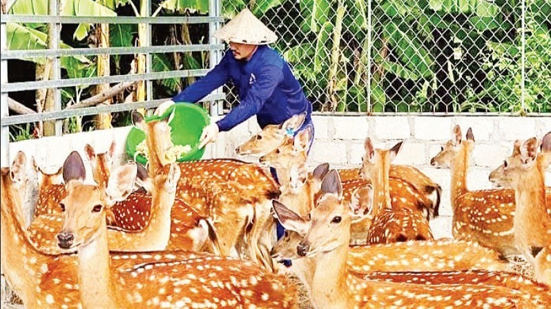 Mở lối đi bền vững cho nông sản Việt