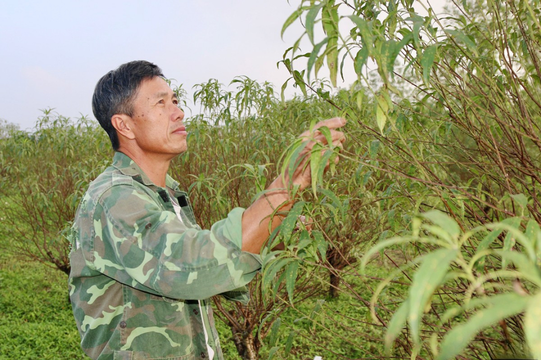 Người trồng đào phai Hà Tĩnh tất bật xuống lá, đón tết 