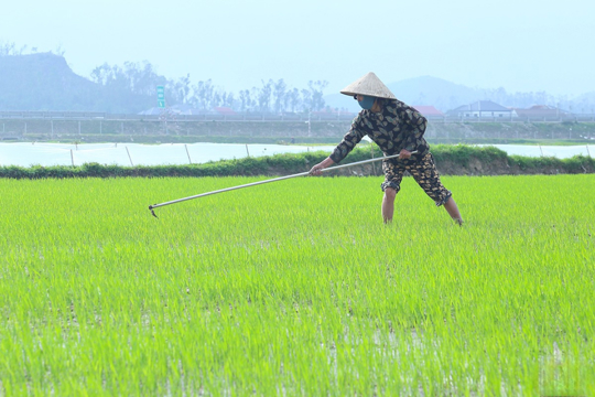 Nông dân bám đồng, tăng cường phòng trừ sâu bệnh hại