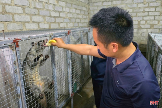 Bí quyết nuôi chồn hương thu tiền tỷ của nông dân Hà Tĩnh