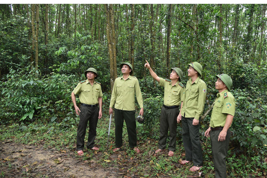 Thông báo giao, điều chuyển gỗ tịch thu phục vụ xây dựng trụ sở và công trình công cộng trên địa bàn Hà Tĩnh