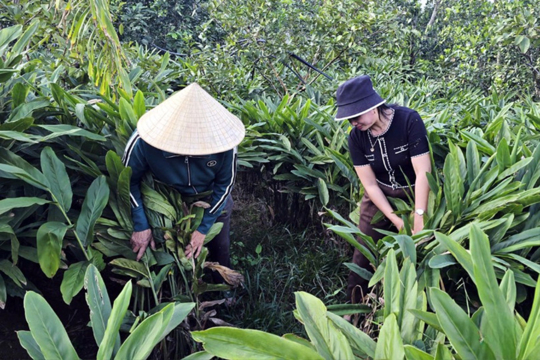 Riềng đỏ, hướng đi hiệu quả trong phát triển kinh tế cho người dân vùng thượng 