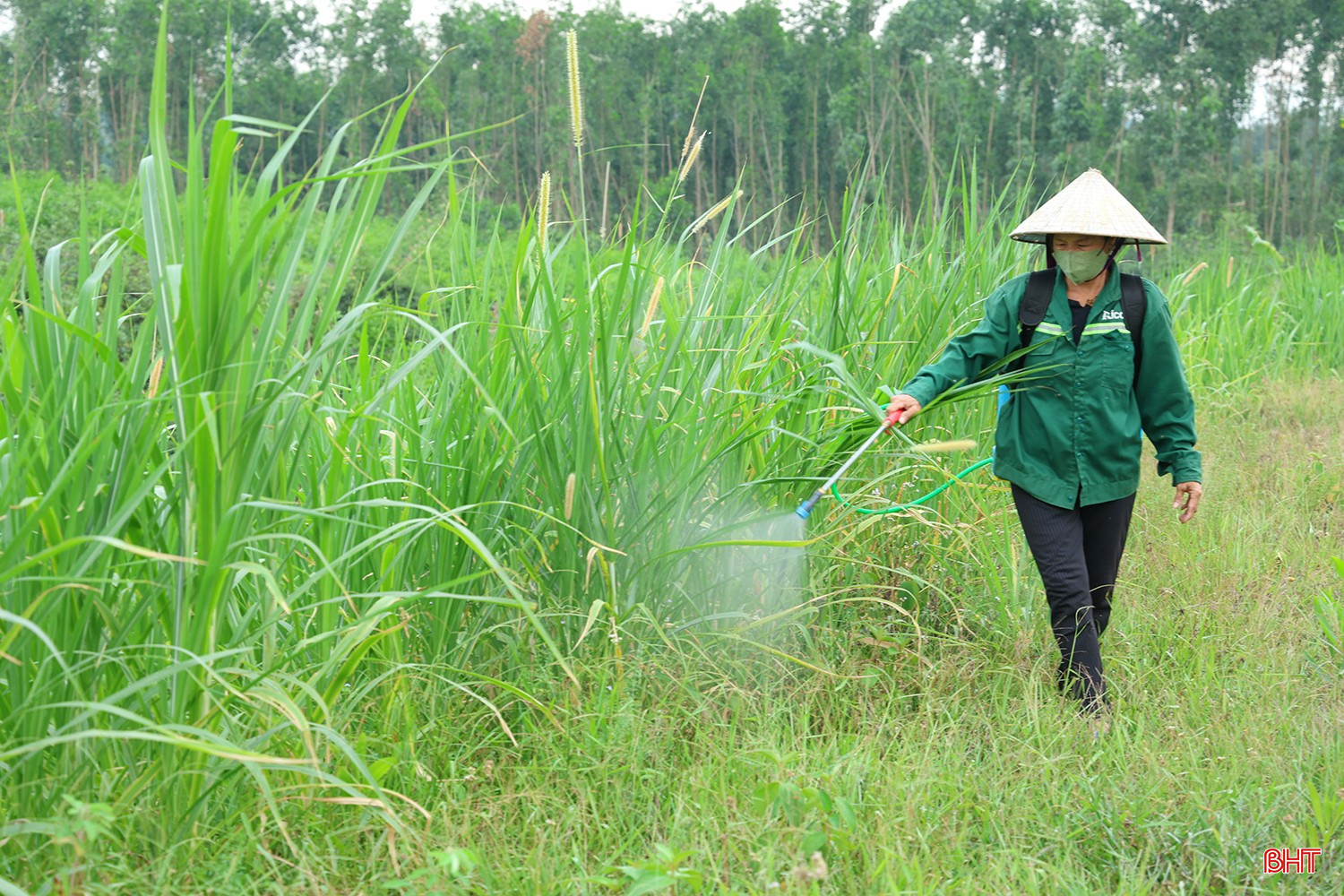 Hà Tĩnh chủ động kiểm soát, không để bùng phát dịch châu chấu tre