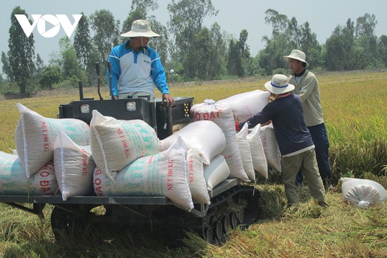 Giá gạo xuất khẩu của Việt Nam tăng cao kỷ lục